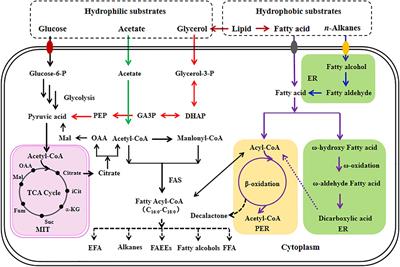 Yarrowia lipolytica as an Oleaginous Platform for the Production of Value-Added Fatty Acid-Based Bioproducts